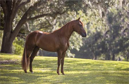offered by Besilu Collection: Fino Prospect Colt