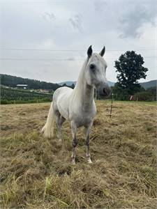 Handsome Grey 8 Year Old Beautifully Gaited Registered Gelding